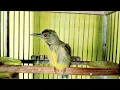 Download Lagu Burung kolibri KELAPA TROTOL Gacor full isian || Kolibri Manggar gacor