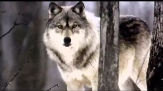 قصيده ياذيب 