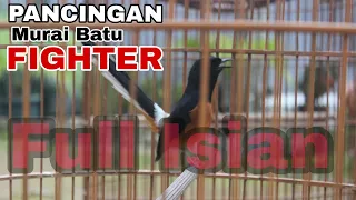 Download PANCINGAN BURUNG MURAI BATU FIGHTER FULL ISIAN MP3