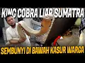 Download Lagu RESCUE ULAR KING COBRA MASUK KOLONG KASUR!! BIKIN PANIK WARGA PEKANBARU