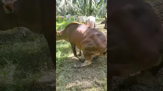 cow mating 