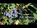 Download Lagu All you need to know about the honeyberry/ haskap