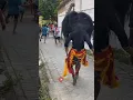 Download Lagu Barongan ngamuk ngejar orang #shorts #baronganblora