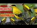 Download Lagu Suara pikat burung kepodang Sulawesi terbaru