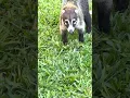 2 White-Nosed Coati Raccoon s Cousin from Costa Rica