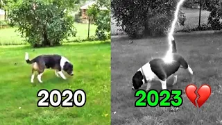 Where Are Famous Dog Memes Then Vs Now