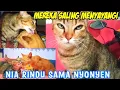 Download Lagu Kucing NIA Sedih Di Tinggal Pergi Selamanya Sama NYONYEN Sahabat Sejatinya 😥😭🤲