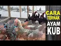 Download Lagu Panduan Tata Cara Ternak Ayam KUB Bisa Cepat Panen dan Sukses