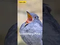 Download Lagu jungle alarm: the screaming piha’s shockingly loud call! #shorts #sound