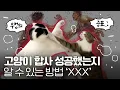 Download Lagu Jika kucing mendapatkan teman, ada sinyal.