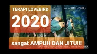 Download Terapi LB dengan Suara AIR mengalir dan suara MASTERAN Lovebird MP3