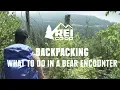 What to do in a Bear Encounter And How to Avoid One REI