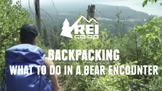 what to do in a bear encounter and how to avoid one rei