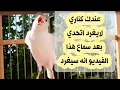 Download Lagu عندك كناري لا يغرد ، اتحدي ان لم يغرد مع هذا الفيديو