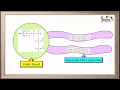 WCLN - Phospholipids