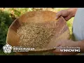 Wild Rice Processing Winnowing