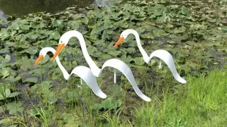 Florida Dancing Birds Egrets