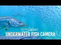 Underwater Camera - Deerfield Beach Florida