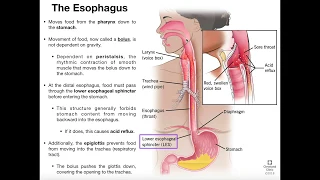 Anatomy Physiology of the Esophagus