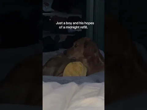 He did not get it sorry #goldenretriever #dogs #pets #dogshorts
