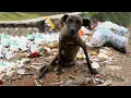 Download Lagu Paralyzed Puppy Is Starving To Eat Trash To Survive-Still Patiently Waiting For Help From Everyone!