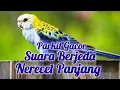 MASTERAN NGEROL TAJAM PARKIT GACOR BERJEDA 1-3 MENIT