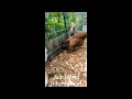 Treating my chickens for roundworms