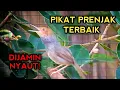 Download Lagu Pikat PRENJAK KEPALA MERAH suara terbaik, paling ampuh bikin prenjak gacor bosku