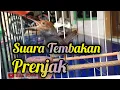 Suara Tembakan Prenjak Kepala Merah Bikin Prenjak lawan Nyaut @jejakhewan8755