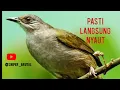 Download Lagu SUARA PANCINGAN MERBAH MATA MERAH ,BAHAN !!!!!!!