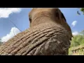 Download Lagu Elephant Food Wagon ep.4 Raya,Chujai, Tictok, Siam ,Jimjim and Kamu - EleFlix