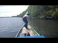 Lagu Ini ikan atau buaya perahu sampai kena gandeng masuk sungai #grouper#bumblebee