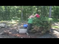 Burning a Cedar Tree Pile