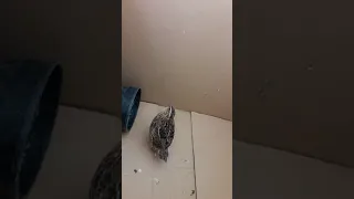 تغريد ذكر طائر السمان السلوى  تغريد ذكر طائر السمان السلوى