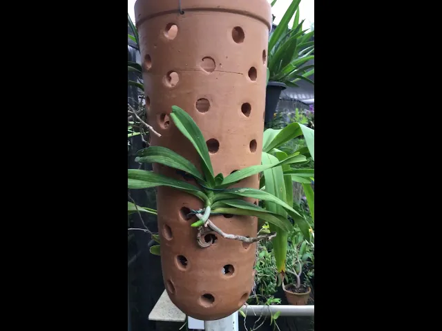 IDEIA SUPER CRIATIVA PARA PLANTAR ORQUÍDEAS!