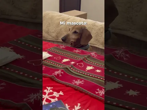 Los ancestros de los dachshund eran cazadores, y mi mascota pues bueno…#humor #dachshund #dog