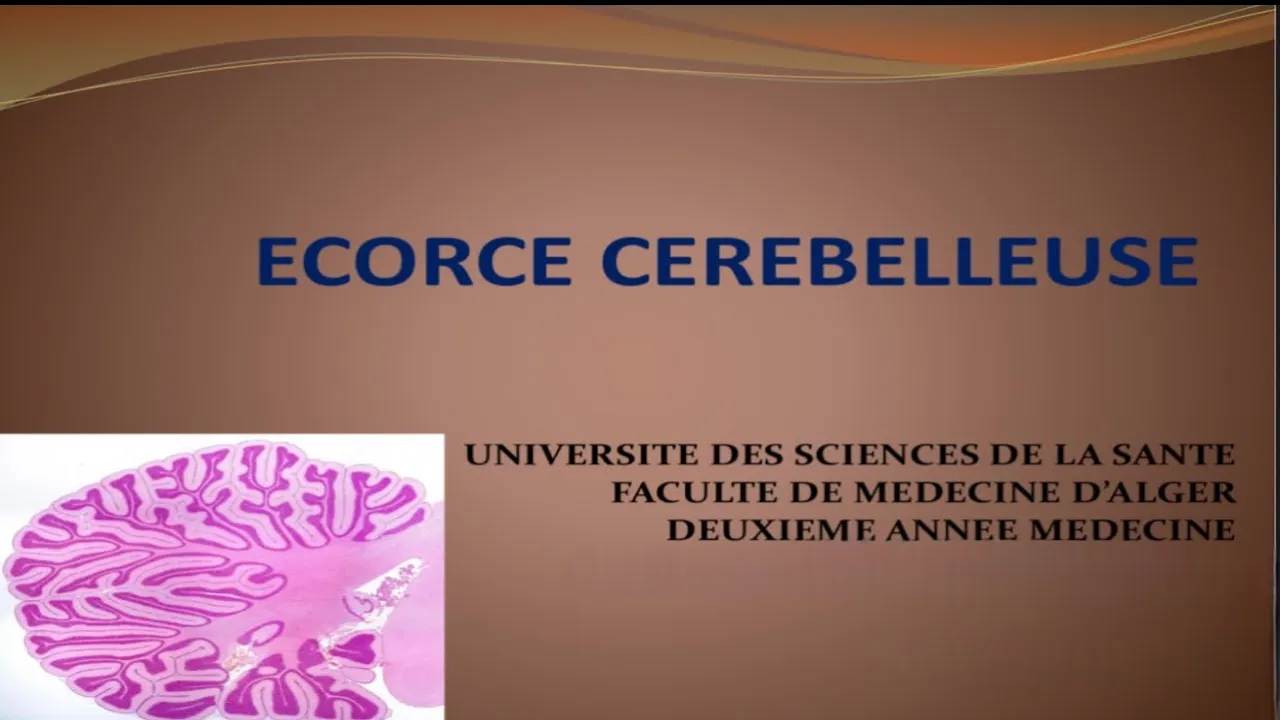 RÉVISION HISTOLOGIE : ÉCORCE CÉRÉBELLEUSE