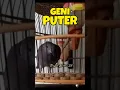 Download Lagu Puter Geni Atau Puter Lumut Gacor ‼️
