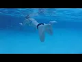 Nurse Shark Attack