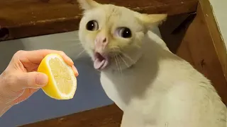 Laugh until you cry with these hilarious animals 😂