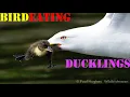 Frantic mother ducks can t stop the bird that s eating their ducklings for food from hunting prey