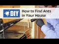 How to Find Ants in Your House - Ant Inspection DoMyOwn com