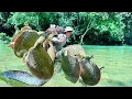 Download Lagu Traditional Fishing Skills - Single Mother Finds Way to Catch Giant Turtles and Giant Fish