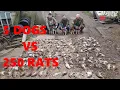 Download Lagu Severn Valley Ratters - Mayhem In The Bales   Episode 7 - 236 Rats Caught Ratting with Terriers