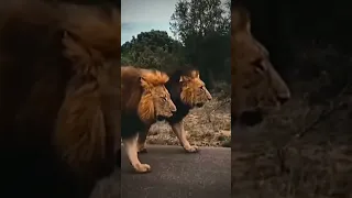 ذب الابرة تسمع صوت خل نحجيها طك بطك ريمكس 