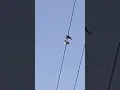 Download Lagu Two birds on a wire but it’s real life 👍