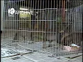 WAVY Archive 1981 Norfolk SPCA
