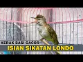 Download Lagu Kerak basi alis putih GACOR isian SIKATAN LONDO volume JERNIH masteran durasi panjang
