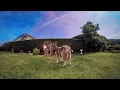daydreamers - Beautiful Agony (Visualiser)