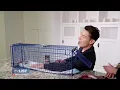 Trap Neuter Release How To Help The Cat Population In Your Neighborhood